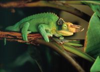 Naminiai driežas 17 (trichrominis chameleonas 1)