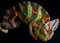 Naminiai driežai 15 (Jemeno chameleonas 1)