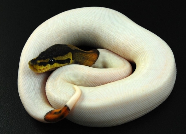 House Snakes 1 (Royal Python 1)