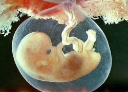 embrio 7 minggu