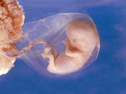 embrione 8 settimane