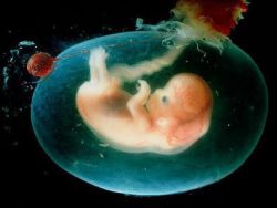periodo embrionale di sviluppo
