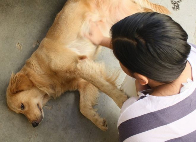 bagaimana untuk membantu anjing dengan epilepsi