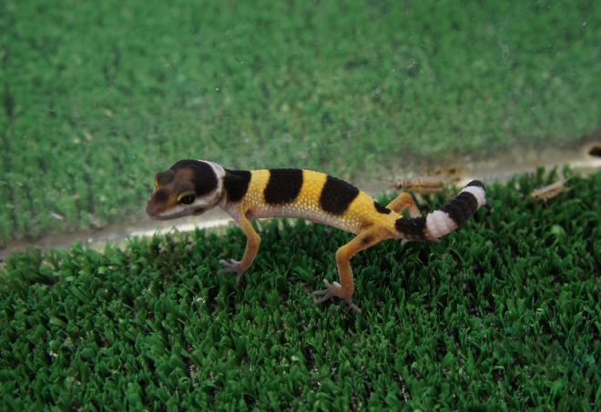 melihat gecko euplicar