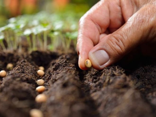 Menanam kacang di tanah terbuka dengan biji benih