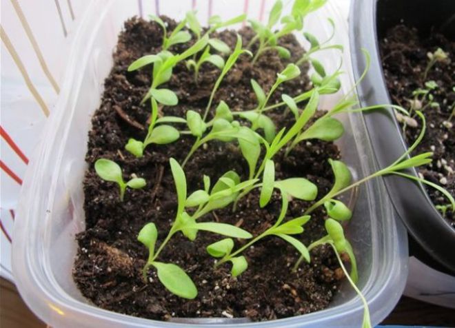 bagaimana untuk menanam benih phlox jangka panjang
