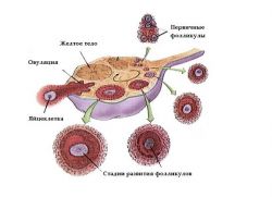 Follicles dalam norma ovari
