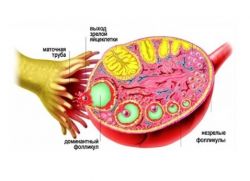 Bilangan folikel dalam ovari