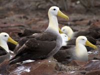Galapagų salos - kalcio albatrosai