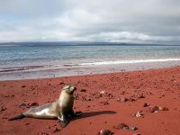 Kepulauan Galapagos, pasir merah di pulau Rabida