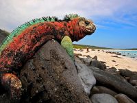 Galapagų salos, jūrų iguana
