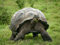 Kepulauan Galápagos, kura-kura gajah