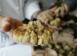 di mana di Rusia tumbuh cendawan truffle