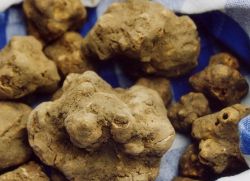 tumbuh cendawan truffle di Rusia
