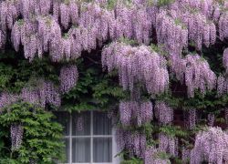 penanaman dan penjagaan wisteria bunga