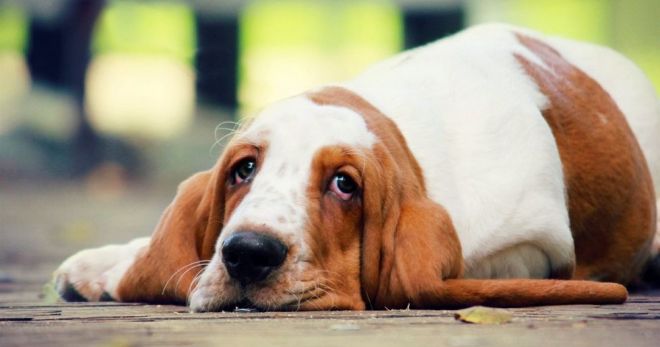 Cacing dalam anjing - bagaimana untuk mengesan parasit dan kaedah rawatan