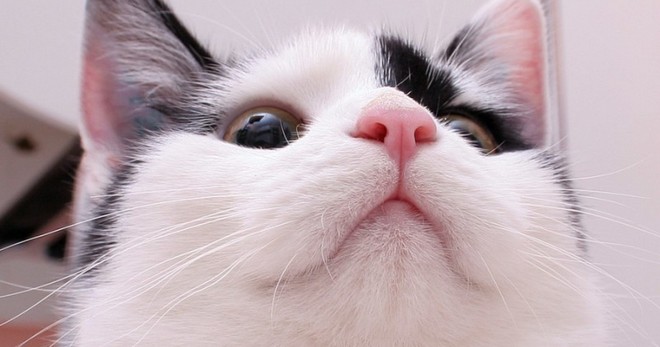 Hidung kucing panas adalah sebab semua orang perlu tahu