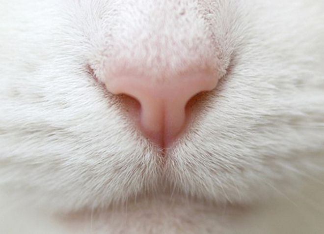 hidung kucing panas