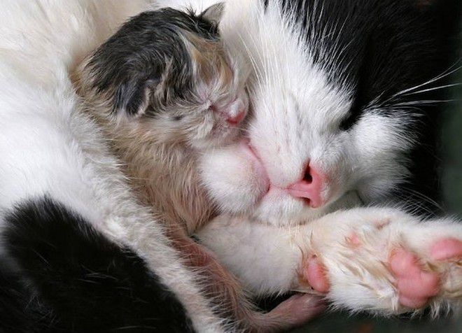 hidung panas dalam kucing selepas melahirkan