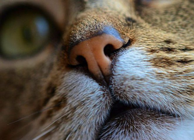 yang bermaksud jika kucing mempunyai hidung panas dan cirit-birit