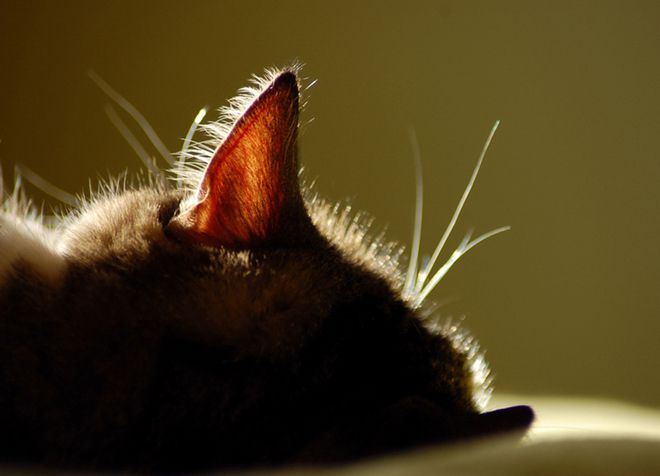 kenapa kucing mempunyai telinga dan hidung panas