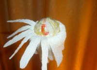 Chrysanthemums kertas bergelombang5