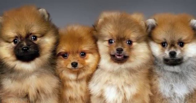 Nama anjing kecil - pilihan julukan terbaik untuk haiwan kesayangan