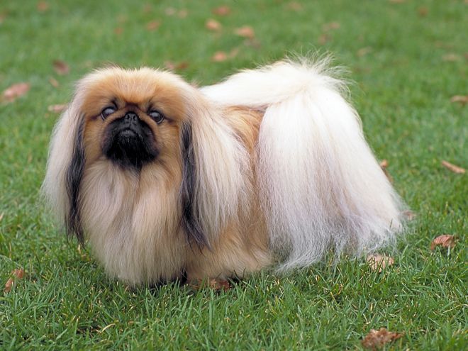 Nama samaran untuk anjing anjing kecil Peking