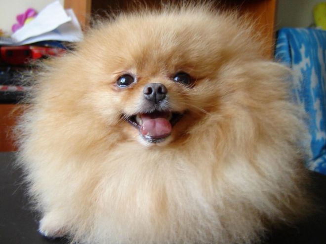 Nama anjing anjing kecil anjing pomeranian