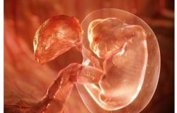 Penanaman tanda embrio