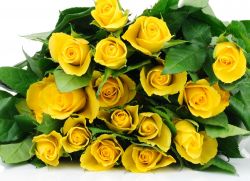 į kurią geltonos rožės duoda