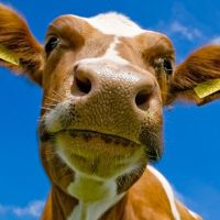 apa impian memerah susu lembu