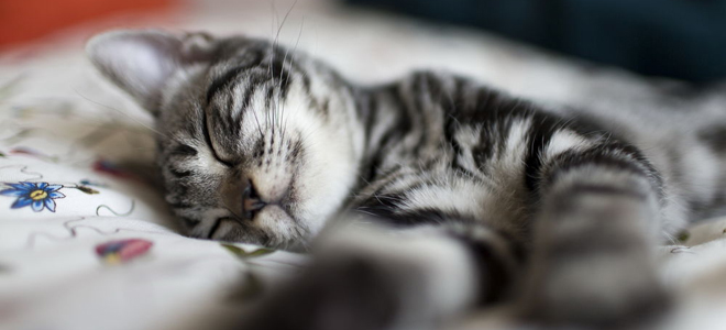 Cosa sogna un gattino a strisce?