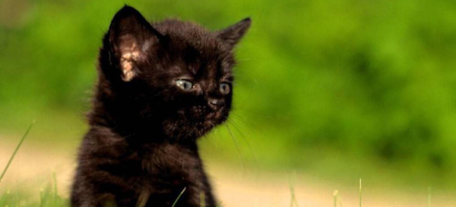 cosa sta sognando un gattino nero