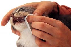 bagaimana untuk memberus gigi gigi