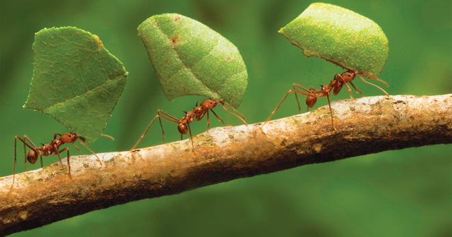 Bagaimana untuk menghilangkan semut di dalam rumah hijau - cara yang paling berkesan