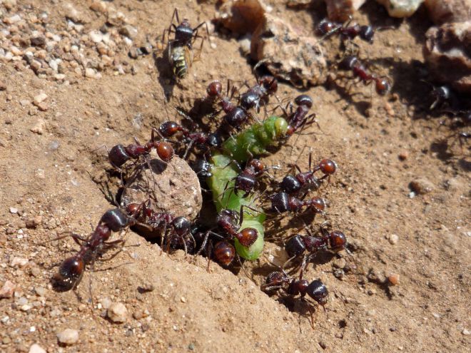 bahaya dari semut di rumah hijau