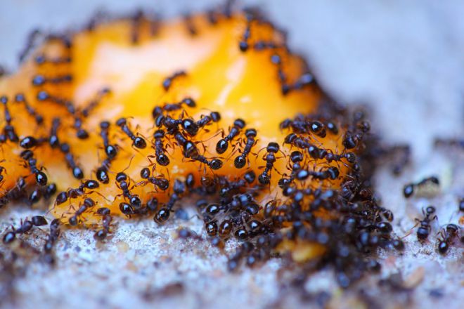 bagaimana untuk mendapatkan semut daripada ubat rumah hijau
