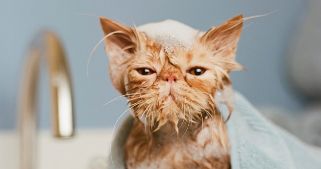 Bagaimana untuk mandi anak kucing dengan cepat dan tanpa tekanan?