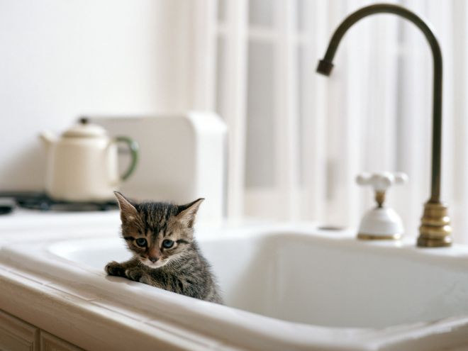 Bolehkah saya membasuh anak kucing yang baru lahir?