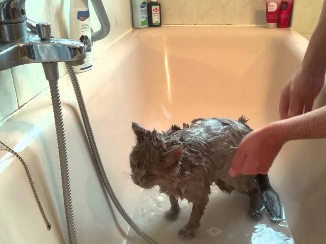 Berapa kerap anda boleh mandi anak kucing itu