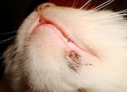 Come trattare l'acne in un gatto sul mento