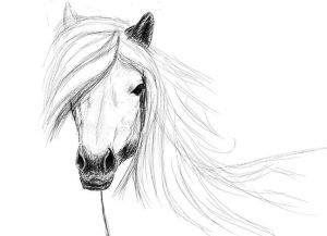 come disegnare un cavallo a matita passo dopo passo 27