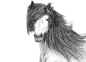 come disegnare un cavallo a matita passo dopo passo 29