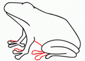 Как нарисовать лягушку 38