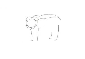 как нарисовать медведя 14