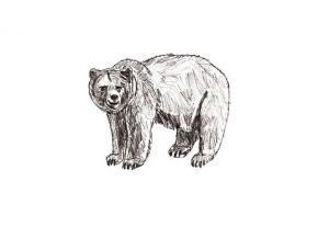 как нарисовать медведя 18