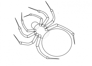 Cara menggambar labah-labah 7
