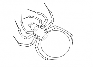 Cara menggambar labah-labah 8