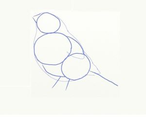 cara menggambar burung 3